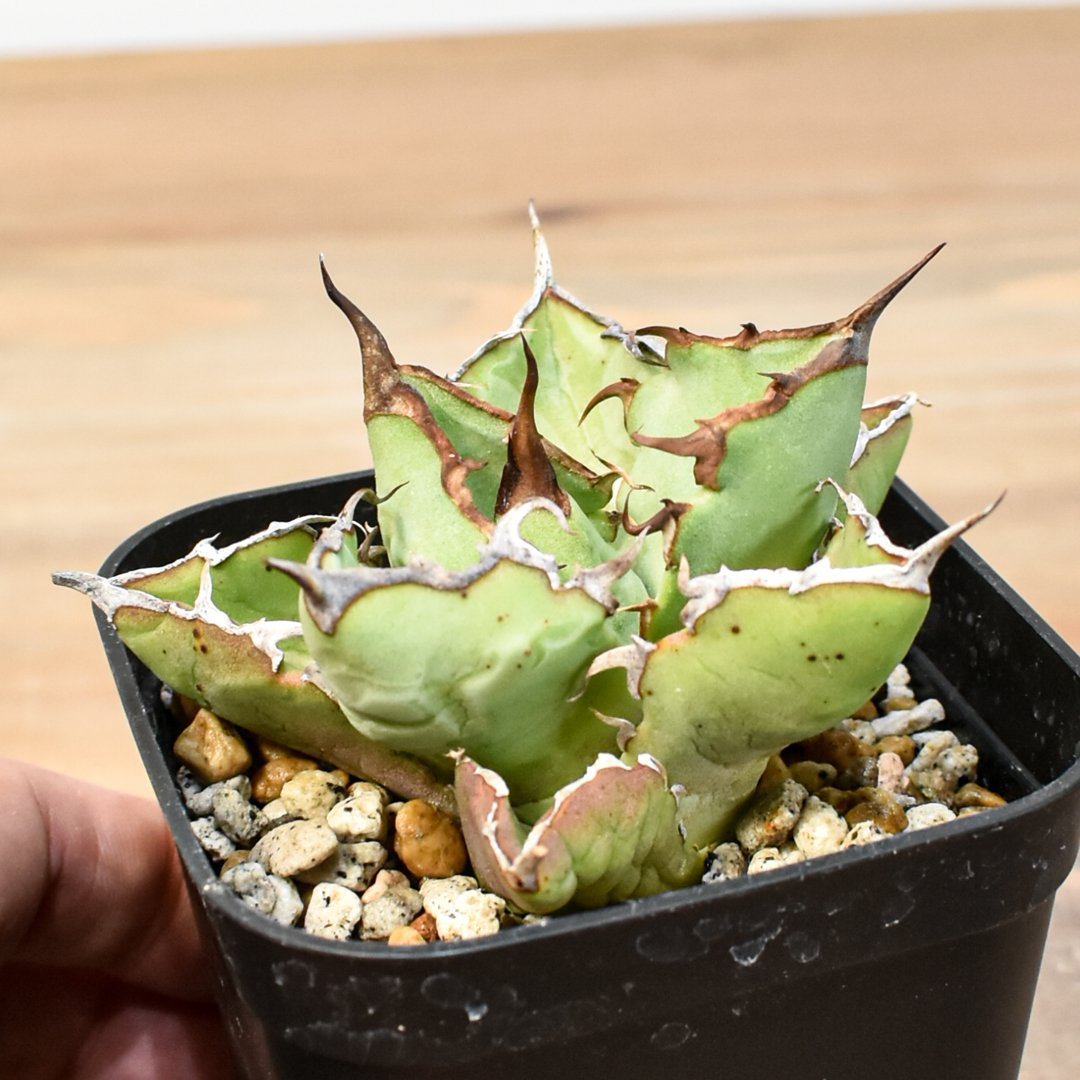 アガベ チタノタ 