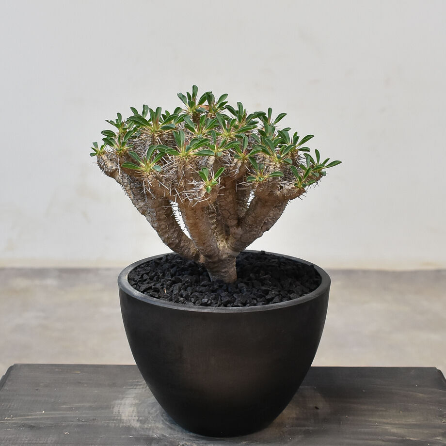 ユーフォルビア・ギラウミニアナ (発根済み) RF231708(T