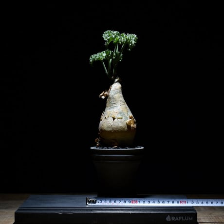キフォステンマ マクロプス　ソマリア産（発根済み）RF22902
