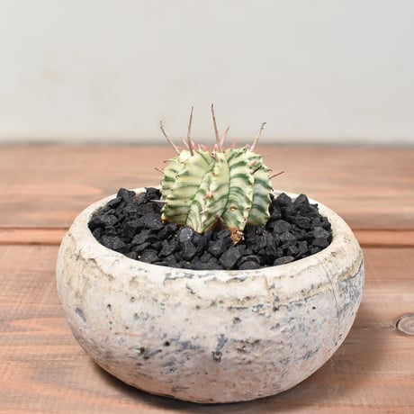 ユーフォルビアメロフォルミス錦 | STORES