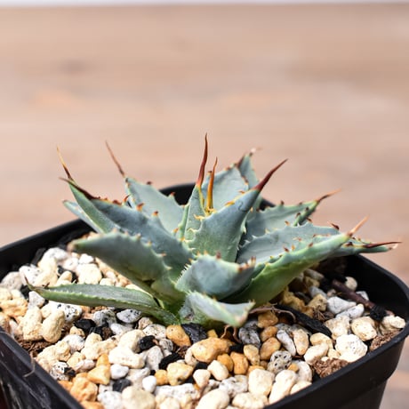 アガベ ハイブリット "特選血雷×象牙妖炎" (血斑無し個体)【台湾botanical_seeker産/選抜株】RF25011811