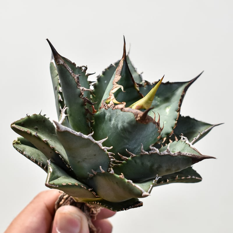 アガベ 海王　大株 アガベ海王 | STORES