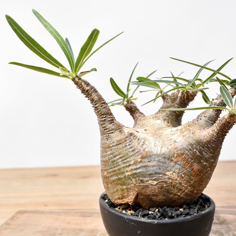 WACK” ON YOUR SIDE】パキポディウム グラキリス WACK-B099 |