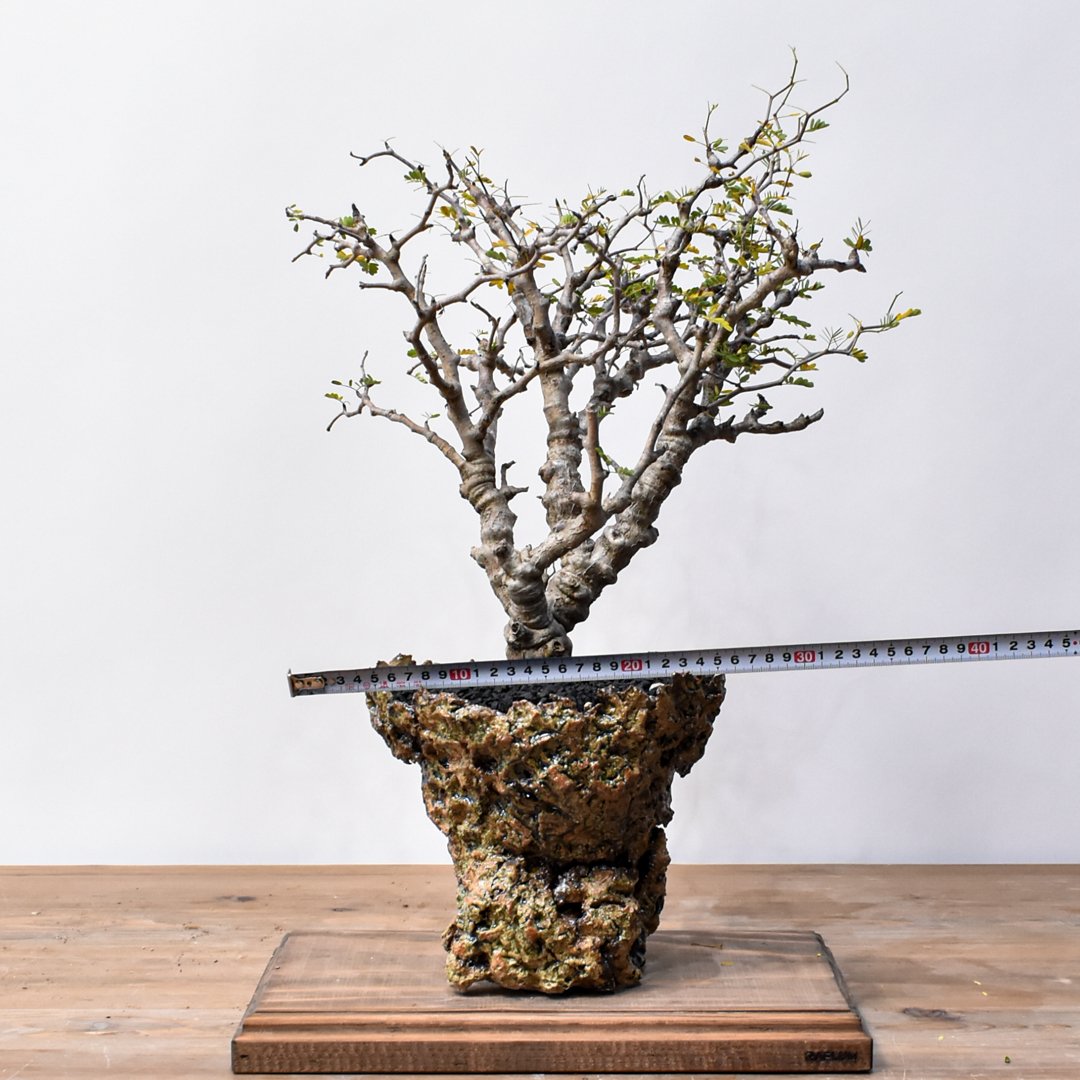 センナ メリディオナリス 