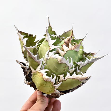 アガベ チタノタ "精品レッドキャットウィーズル" / 精品赤猫 , 精品紅猫  【台湾 dragon agave産/中株/抜き苗】F09 DG25010437(T)