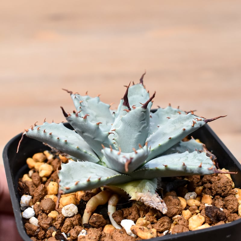 アガベ ハイブリット 日系イシスメンシス×象牙妖炎（陽炎エボリ