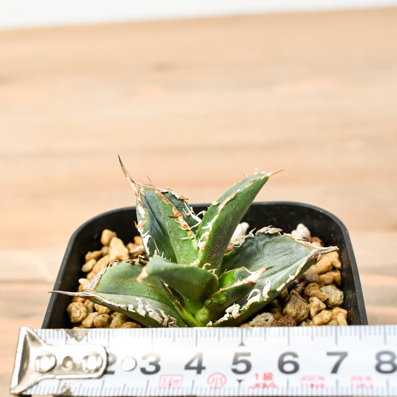 RAFLUMコレクション】アガベ チタノタ タンク 