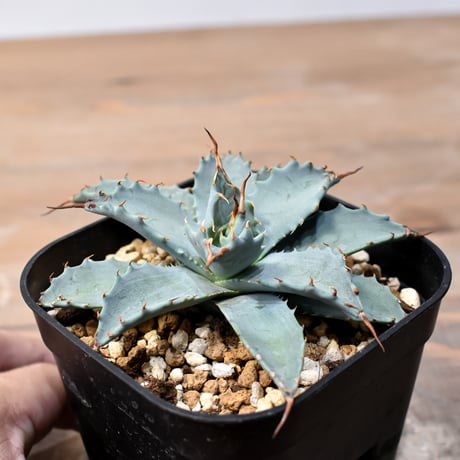 アガベ ハイブリット 日系イシスメンシス×象牙妖炎（陽炎エボリ）【台湾botanical_seeker産】RF25011397