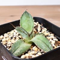 ユーフォルビア ムランジーナ 【発根済み】GM2402120(T) | RAFLUM