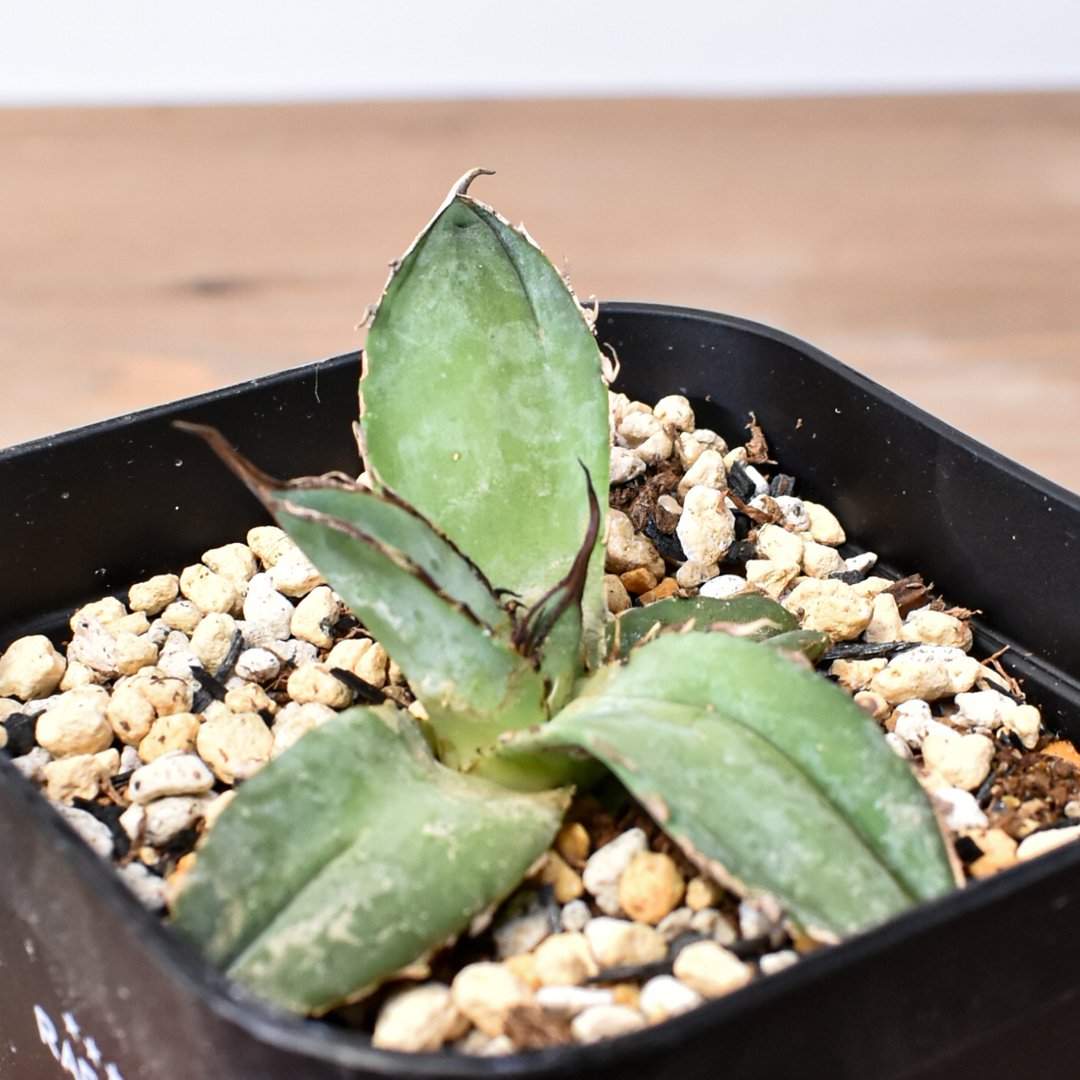 アガベ チタノタ 