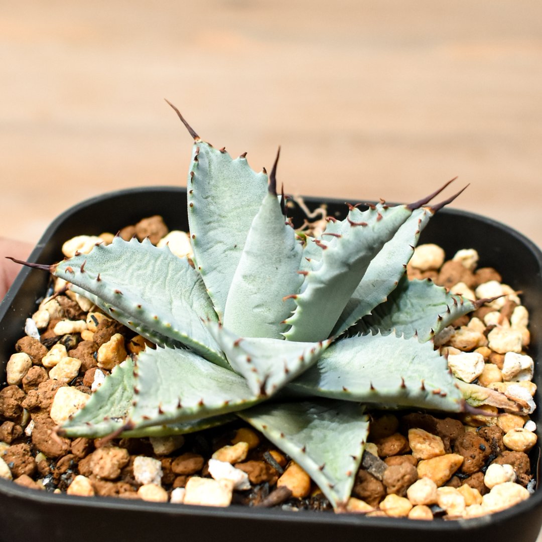 アガベ ハイブリット 日系イシスメンシス×象牙妖炎（陽炎エボリ