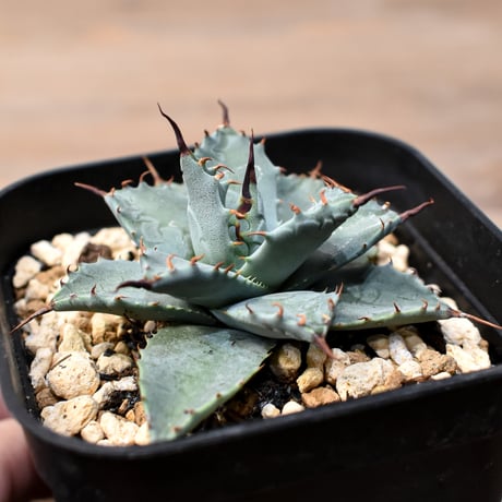 アガベ ハイブリット 日系イシスメンシス×象牙妖炎（陽炎エボリ）【台湾botanical_seeker産】RF25011400