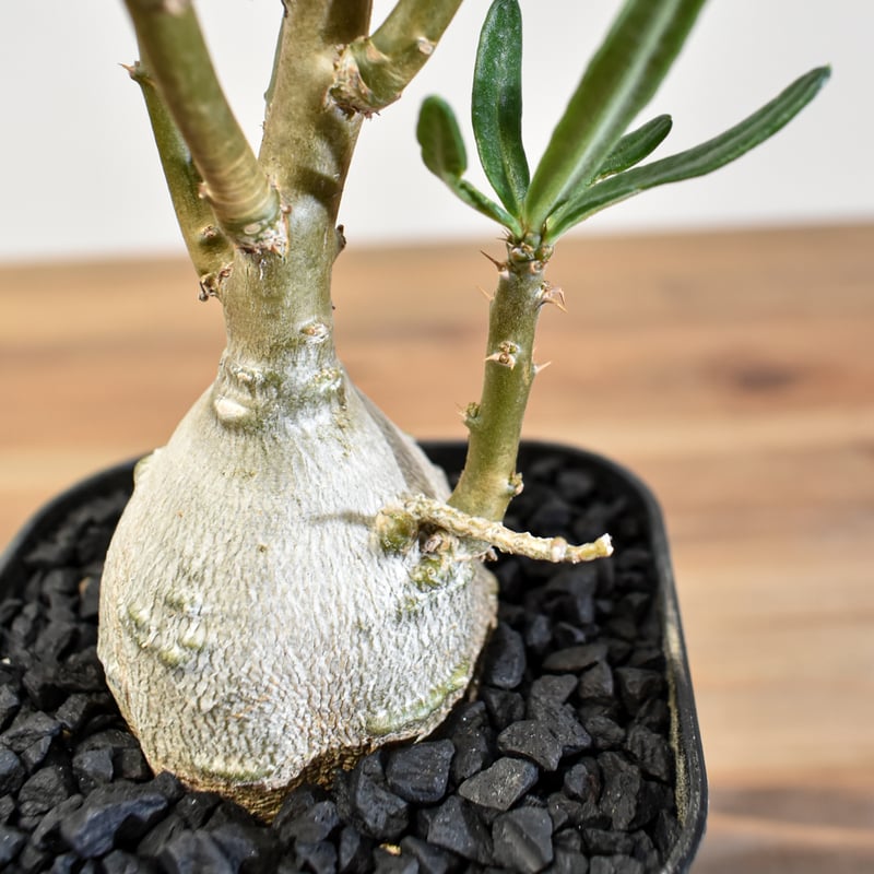 パキポディウム　ビスピノーサム　現地球 パキポディウム ビスピノーサム 現地球