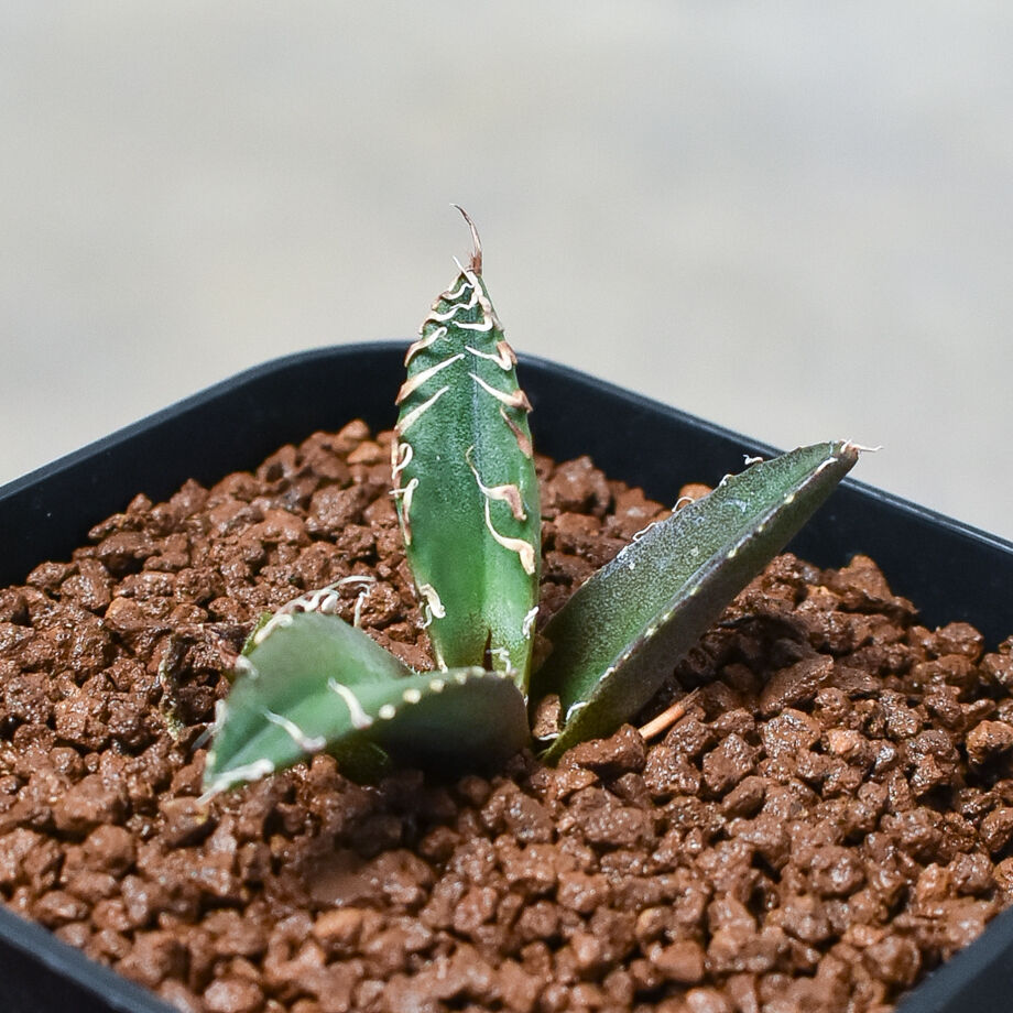 【写真現物・子株付】アガベ　チタノタ　シーザー 写真現物・子株付】アガベ チタノタ シーザー P.R.P アガベ FO-076