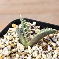 陽炎】アガベ ユタエンシス エボリスピナ （抜き苗販売）RF22906