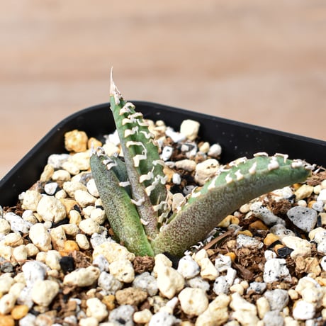 台湾ゴジラ | STORES