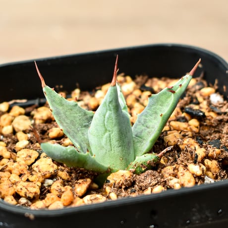 アガベ ハイブリット "邪霊" (特白肌怒雷神×血妖) 【台湾huplants2010産/子株販売】RF25011817