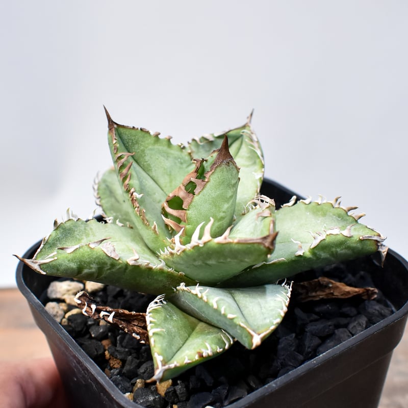 アガベ チタノタ 