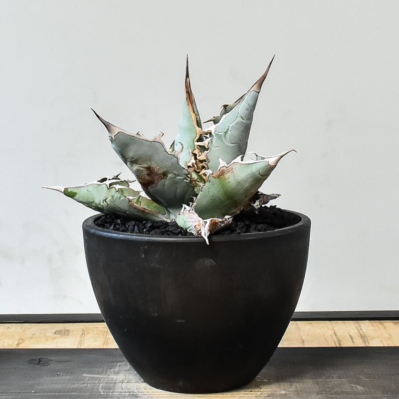 アガベ チタノタ ホワイトアイス （発根済み）RF231453（T） | RAFLUM