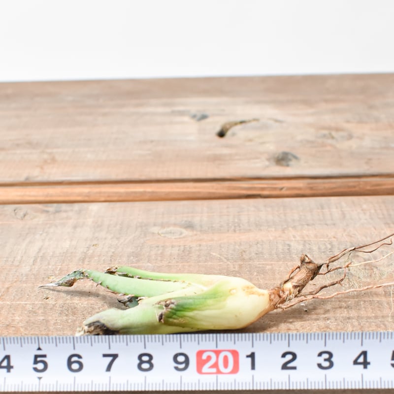 アガベ 白亜　子株 Yahoo!オークション -「白亜」(観葉植物) の落札相場・落札価格