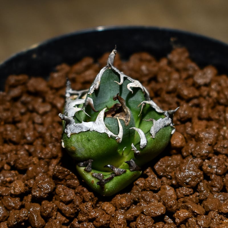 アガベ チタノタ 