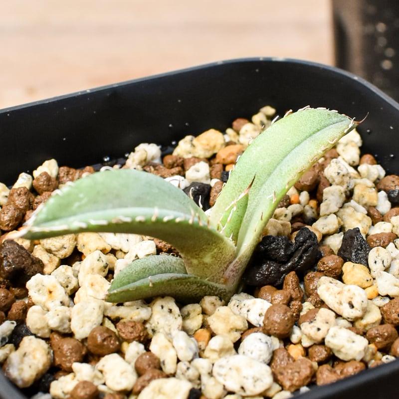 RAFLUM育成株 5個セット】アガベ Uriel oteroi seeding / ウリエ