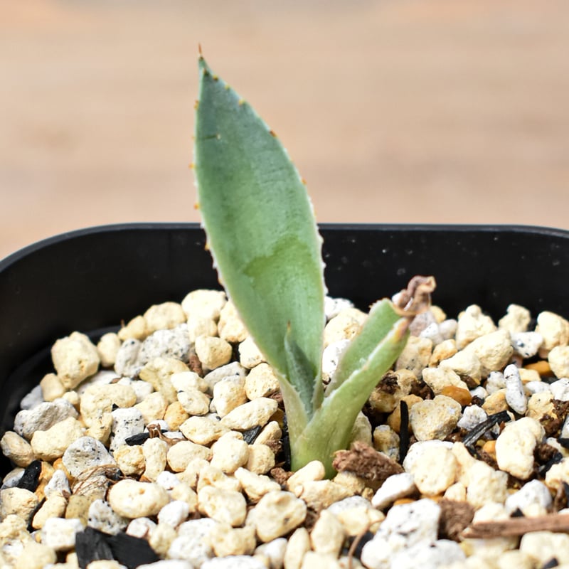 アガベ ハイブリット 