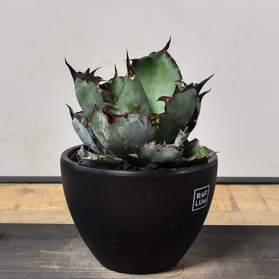 アガベオテロイ　実生　中株　バンド幅　agave titanota ブルー アガベオテロイ 実生 中株 バンド幅 agave titanota ブルー