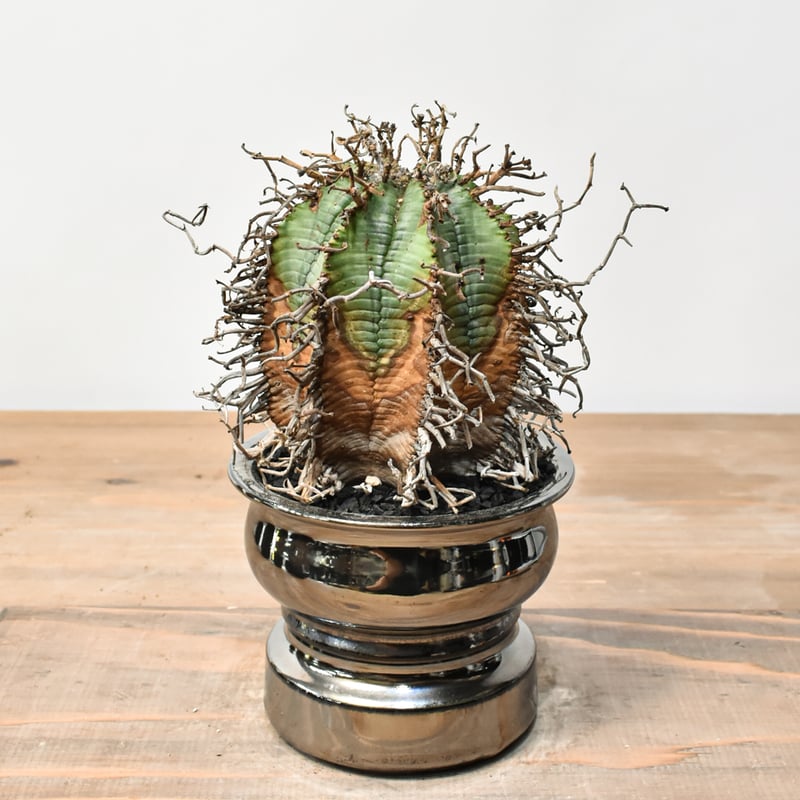 激渋 ユーフォルビア オールド ホリダ 激渋 ユーフォルビア オールド ホリダ ユーフォルビア・ホリダ 【公式