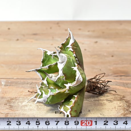 アガベ チタノタ 精品ホワイトファイヤー / 精品白炎, 精品白火焔 【台湾 dragon agave産/抜き苗/中株】A56
