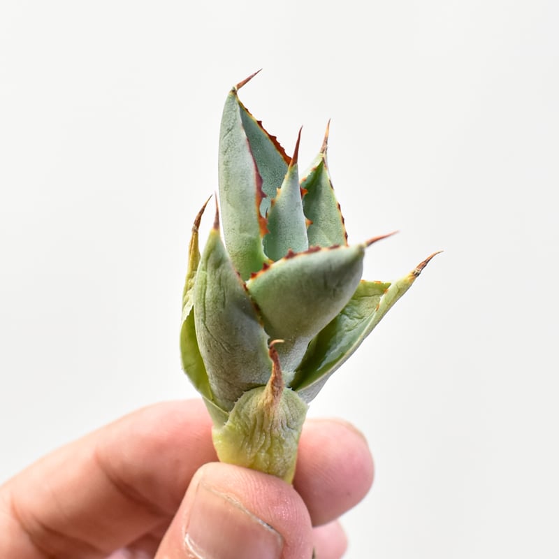 アガベ hybrid バーントバーガンディ×イシスメンシス/瀧雷x甲蟹