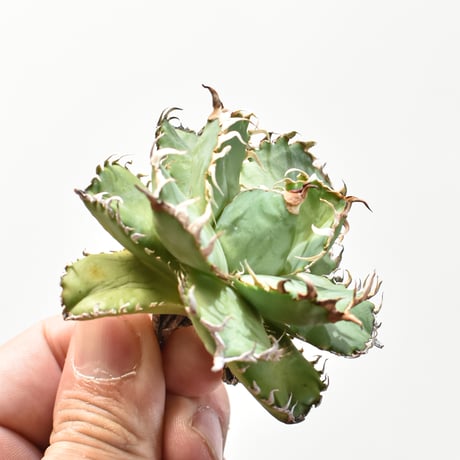 アガベ チタノタ  フィリグリー"圓葉拇指" 【台湾 dragon agave産/抜き苗/子株】DG25010707