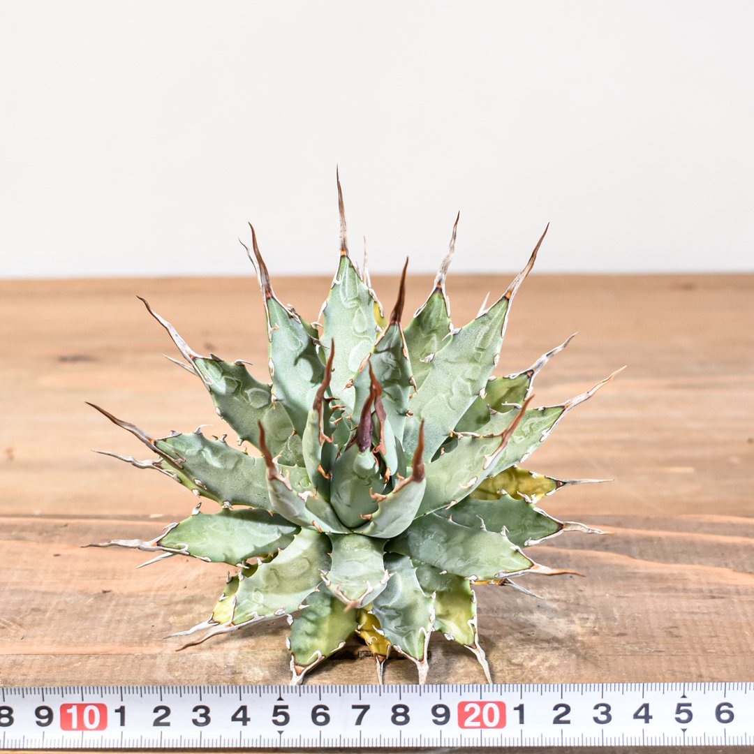 fit=scale-down,w=1200