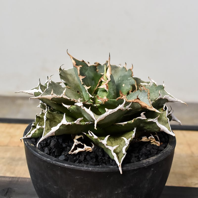 専用　ハイブリッド　ファンキートゥース　チタノタ　斑入り　パリー　パラサナ し*ん様 アガベ ハイブリッド ファンキートゥース チタノタ 斑入り