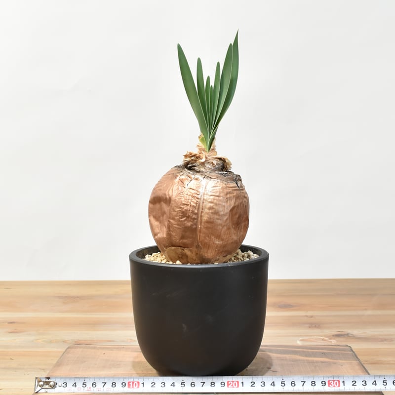 ブーファン ディスティチャ　3 ブーファン ディスティチャ 3 ブーファン ディスティチャ ブーファン