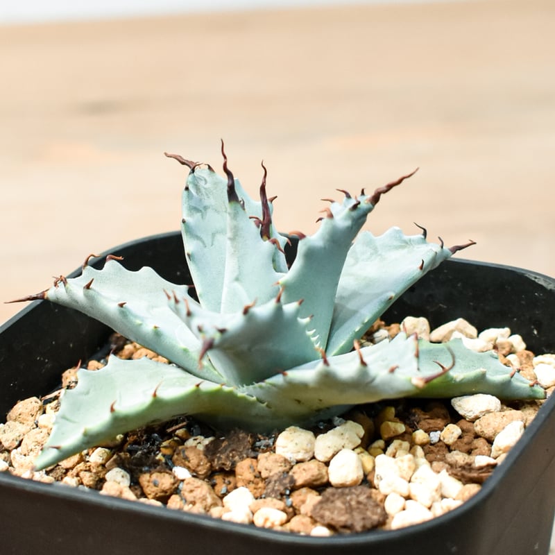 アガベ ハイブリット 雲虎甲蟹×象牙妖炎(モコイシス×陽炎エボリ