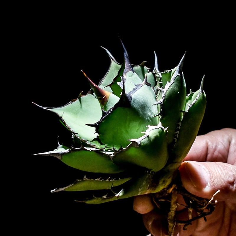 アガベ チタノタ パンダ 