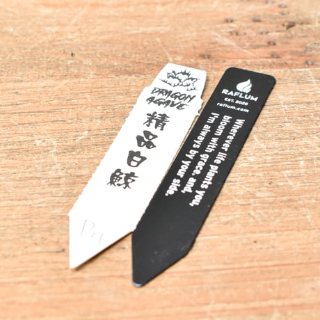 アガベ チタノタ “精品白鯨” 【台湾 dragon agave産/抜き苗/中株】D21