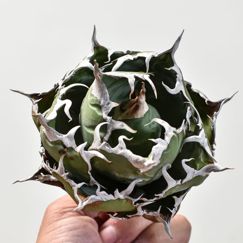 アガベ チタノタ “精品白鯨” 【台湾 dragon agave産/抜き苗/中株】5