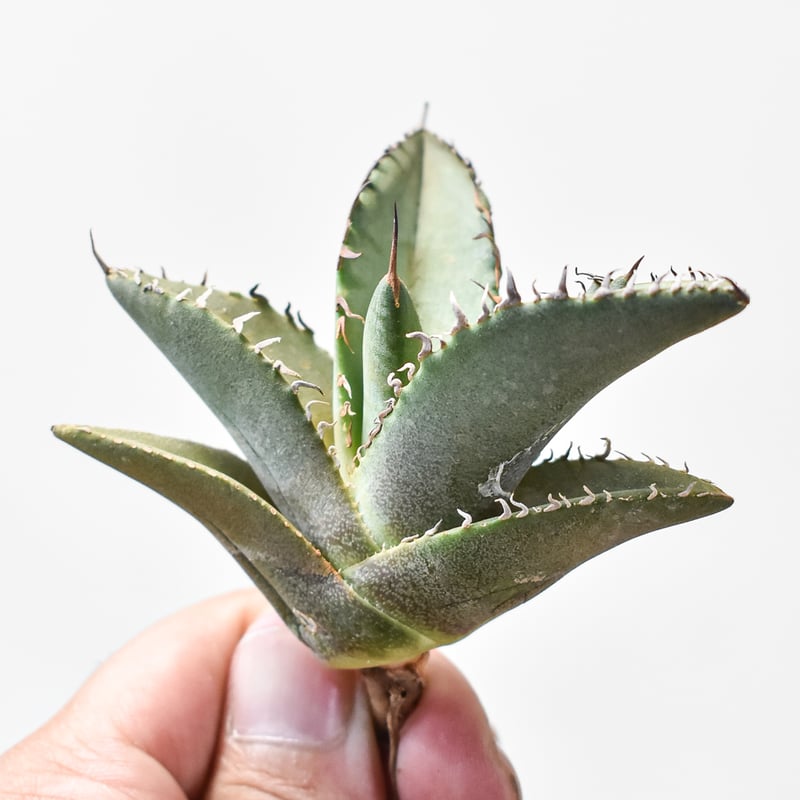 アガベ チタノタ 