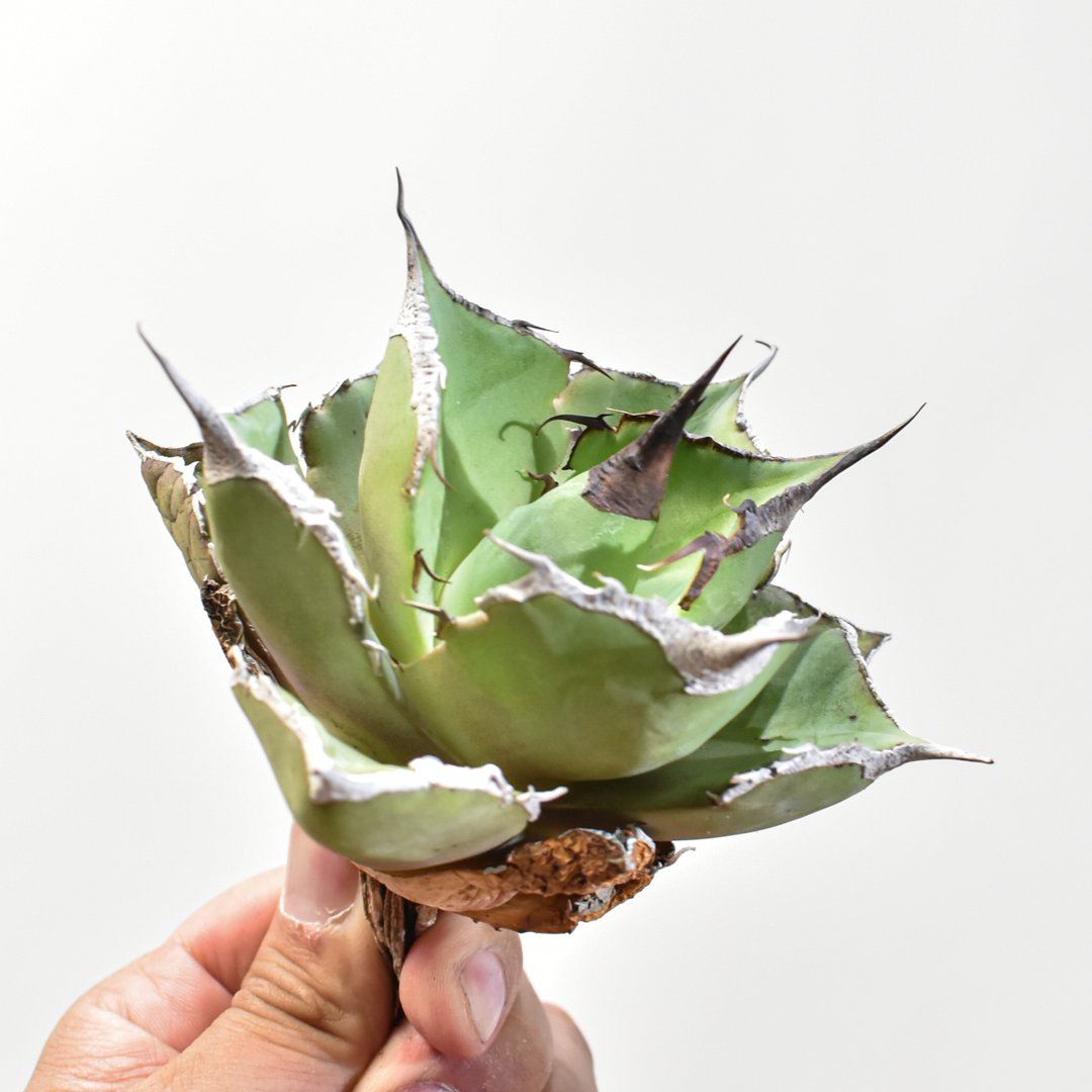 アガベ　チタノタ　NP003 中株 アガベ チタノタ 