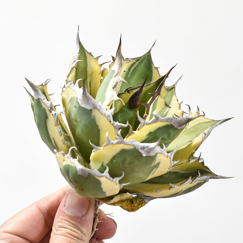 アガベ チタノタ スナグルトゥース  