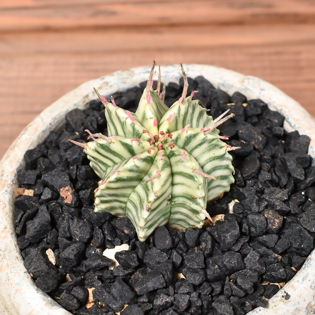 ユーフォルビア メロフォルミス錦 【発根済み】HK2400055(T) | RAFLUM /