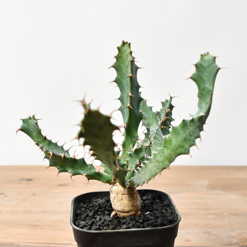 ユーフォルビア クラビゲラ【実生】 RFHK25011506 | RAFLUM / ラフラム