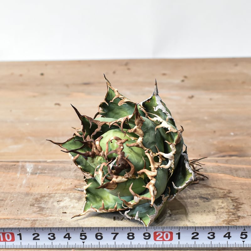 アガベ チタノタ 精品シーザー / 精品凱撒 【台湾 dragon agave産/中株