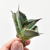 ブーファン ディスティチャ 発根済 ブーファン ディスティチャ （発根済み）RF22468 | RAFLUM