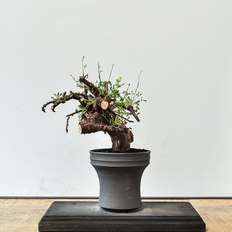 コミフォラ ボラネンシス （発根済み）B RF230775 | RAFLUM / ラフラム