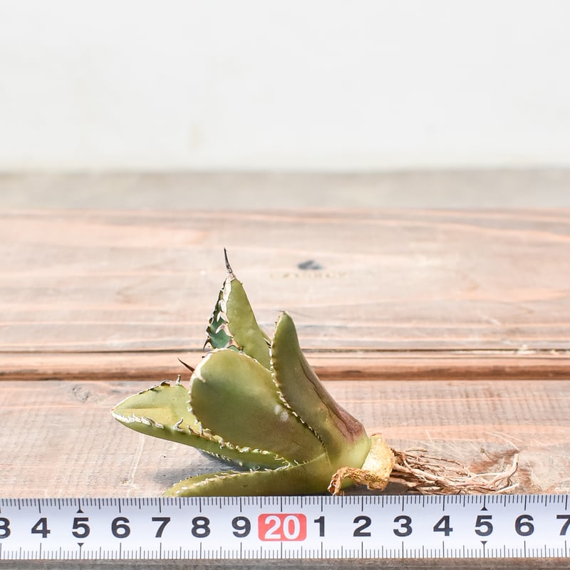 アガベ チタノタ シャークソード 