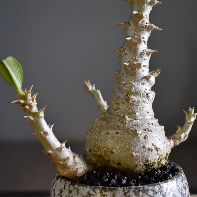 ウィンゾリー現地株