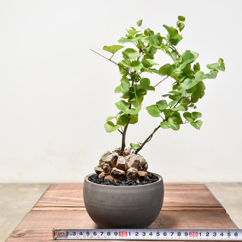 新品未使用　カメリアファンベール 新品未使用 カメリアファンベール 2025年最新】カメリアファンベールの